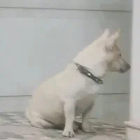 پاکوتاه بازی گوش خوشگل نر
