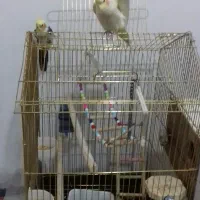 عروس هلندی مولد