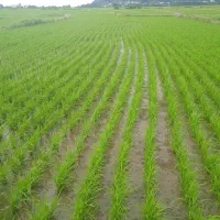 برنج هاشمی شهرستان آستارا|خوردنی و آشامیدنی|لوندویل, |دیوار