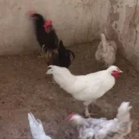سلام دوستان تخم مرغ رسمی نطفه داردانه ای ۱۰ تومن|خوردنی و آشامیدنی|قم, امامزاده ابراهیم|دیوار