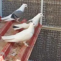 فروش تعدادی کبوتر درجه یک