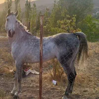 نریون عرب خالص ایرانی