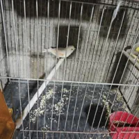 قناری ماده موزاییکی