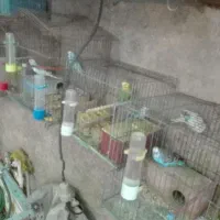 پرنده|پرنده|شیراز, جمال آباد|دیوار