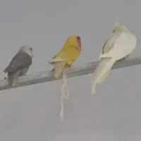 کوتوله جفت مولد|پرنده|مرند, |دیوار