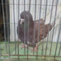 نر سرخ اسطوره