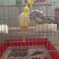 عروس هلندی نر و ماده