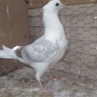 جفت جوجه کبوتر|پرنده|یزد, |دیوار