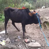 گاولیشه