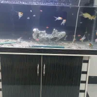 اکواریوم‌‌باماهی‌زینتی