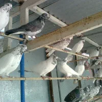 ۱۳۰تا کفتر کاشان ساعتی به شرط پرش