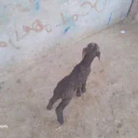 خریدوفروش بره شیری وبزغاله شیری|حیوانات مزرعه|تربتحیدریه, باغ سلطانی|دیوار