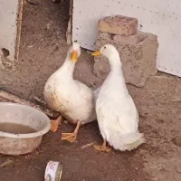 اردک