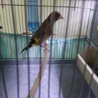 سهره چهار گل