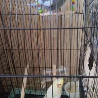 عروس هلندی سخن گومولدبادوعددجوجه سرلاکی خوشگل|پرنده|ایرانشهر, |دیوار