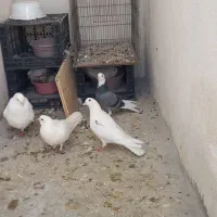 کبوتر