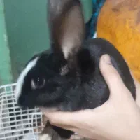 خرگوش ۲۵۰|موش و خرگوش|آبادان, |دیوار