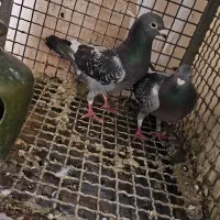 قره کوهی|پرنده|سیدان, |دیوار
