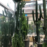 کاکتوس حراج