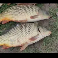 ماهی کپور