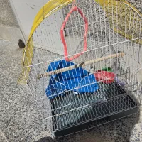 قفس پرنده بسیار زیبا و مناسب برای نگهداری پرنده