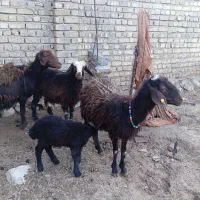 یک جفت میش و بره .قورچ