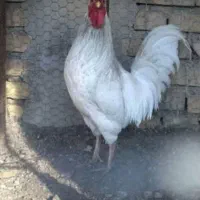 حیوانات خانگی