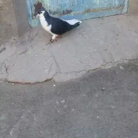 چپ سیاه نر پرشی
