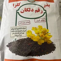 بدر کلزا رقم دلگان و ار جی اس