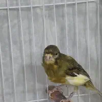 قناری|پرنده|نیشابور, بنیاد شهید|دیوار