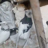 کبوتر  نر .ماده|پرنده|جوانرود, |دیوار