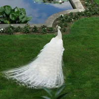 فروش طاووس سفیدیکساله