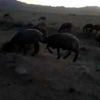 قوچ چهار دندان درجه یک