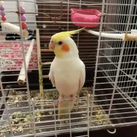 عروس هلندی|پرنده|کرمان, |دیوار