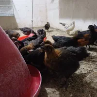 جوجه 70 روزه|حیوانات مزرعه|شیراز, ترمینال باربری|دیوار