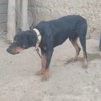 برای فروش|سگ|درگز, |دیوار