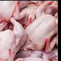 مرغ تلفاتی  غذای گربه و سگ کیلیویی 100