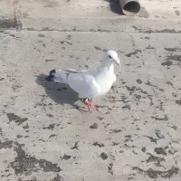 کفتر کرمانی