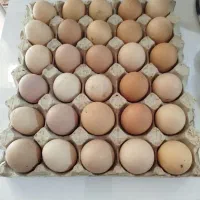 سلام تخم مرغ محلی شانه ای دویست تومان در تاکستان|خوردنی و آشامیدنی|تاکستان, |دیوار