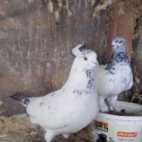 کبوتر مهری‌فومن