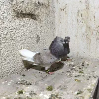 کفتر هفت رنگ دم سفید نرو ماده