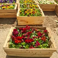 بنفشه بذر F1 خارجی ( هلندی ) جعبه ای|گل و گیاه طبیعی|تهران, عباسآباد|دیوار