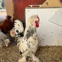 مرغ و خروس رسمی و سلطان