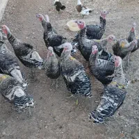 فروش بوقلمون محلی وسالم