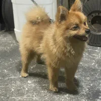 سگ برای کشش