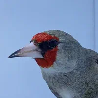 سهره|پرنده|کرمان, |دیوار