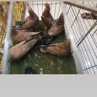 کله ای تاپ|پرنده|دیلم, |دیوار