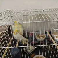 جفت عروس هلندی مولد