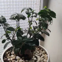 بنسای|گل و گیاه طبیعی|تهران, سلیمانی|دیوار