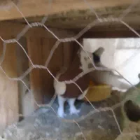 نر طوقی|حیوانات|قم, بلوار امین و ساحلی|دیوار